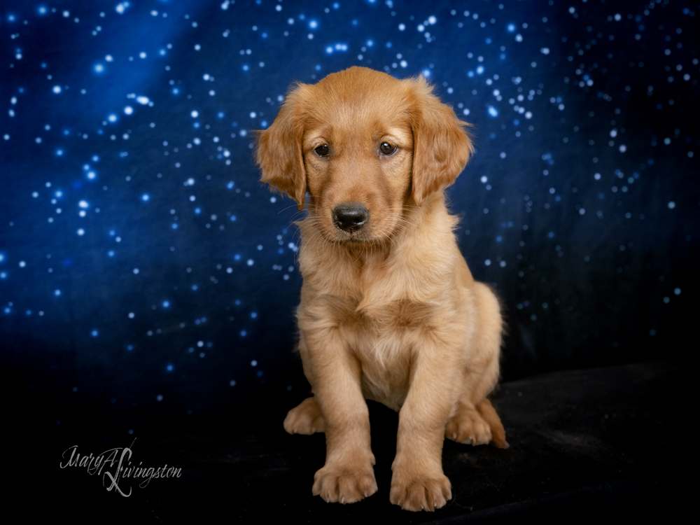 Puppy known as Rocket