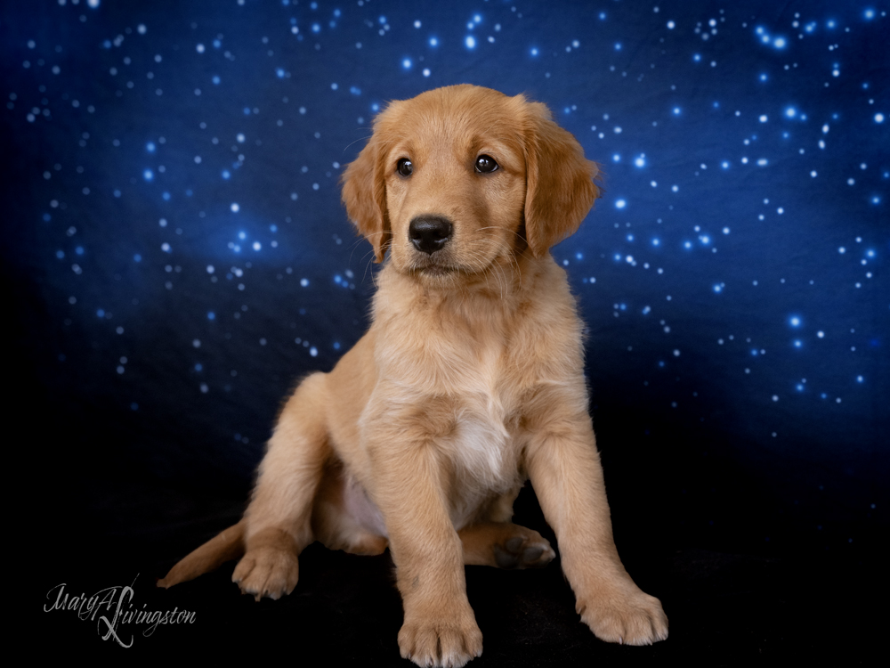 Puppy known as Rover