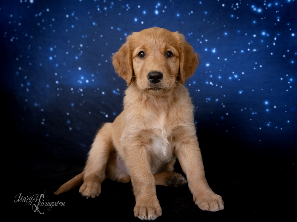 Puppy known as Rover