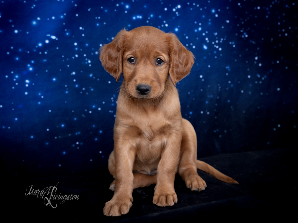 Puppy known as SNIFS