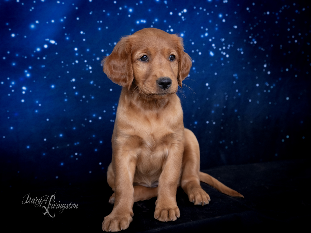 Puppy known as SNIFS