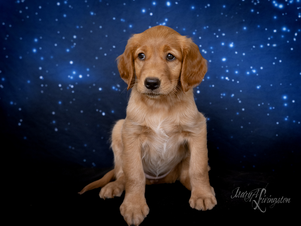 Puppy known as Sputnik