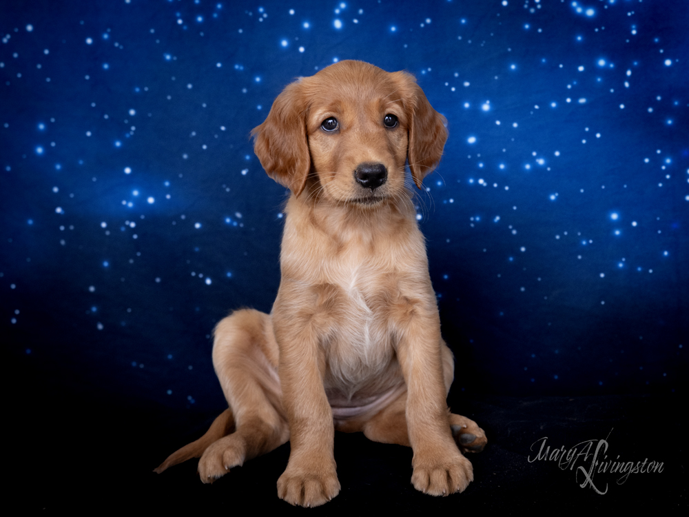 Puppy known as Sputnik