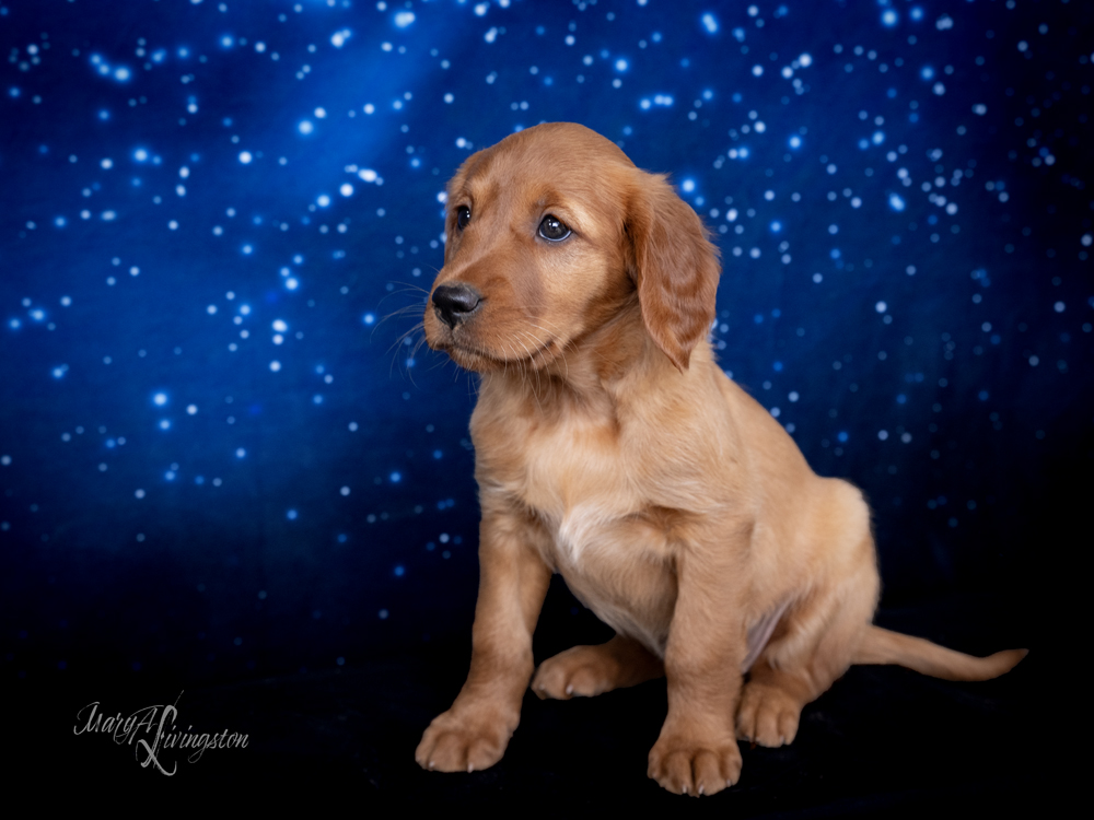 Puppy known as TRACERS