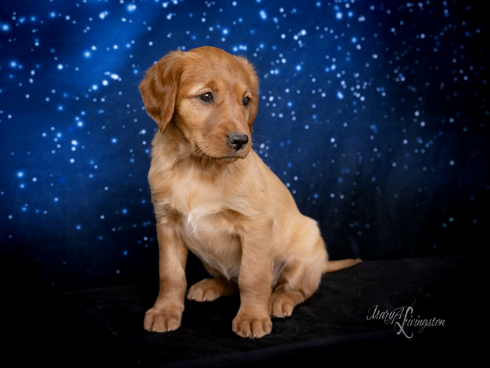 Puppy known as TRACERS