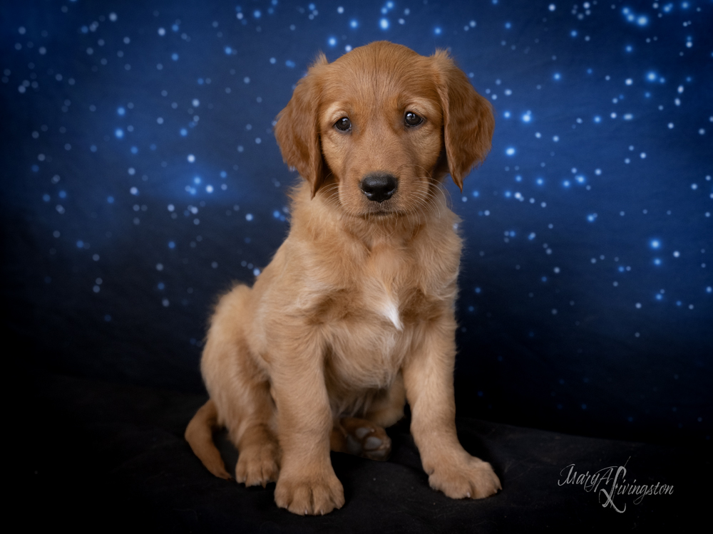 Puppy known as Yuri