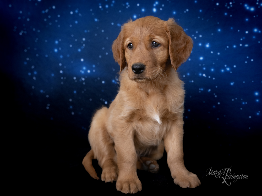 Puppy known as Yuri