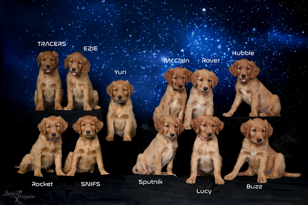 Puppy known as Buzz