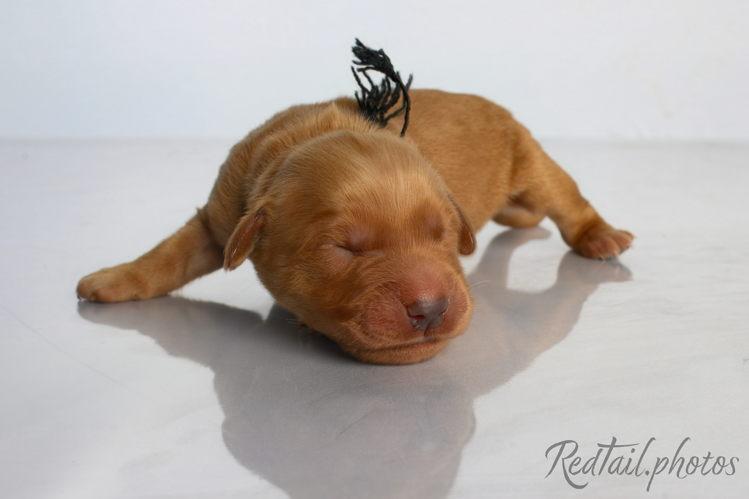 Puppy known as Breaker