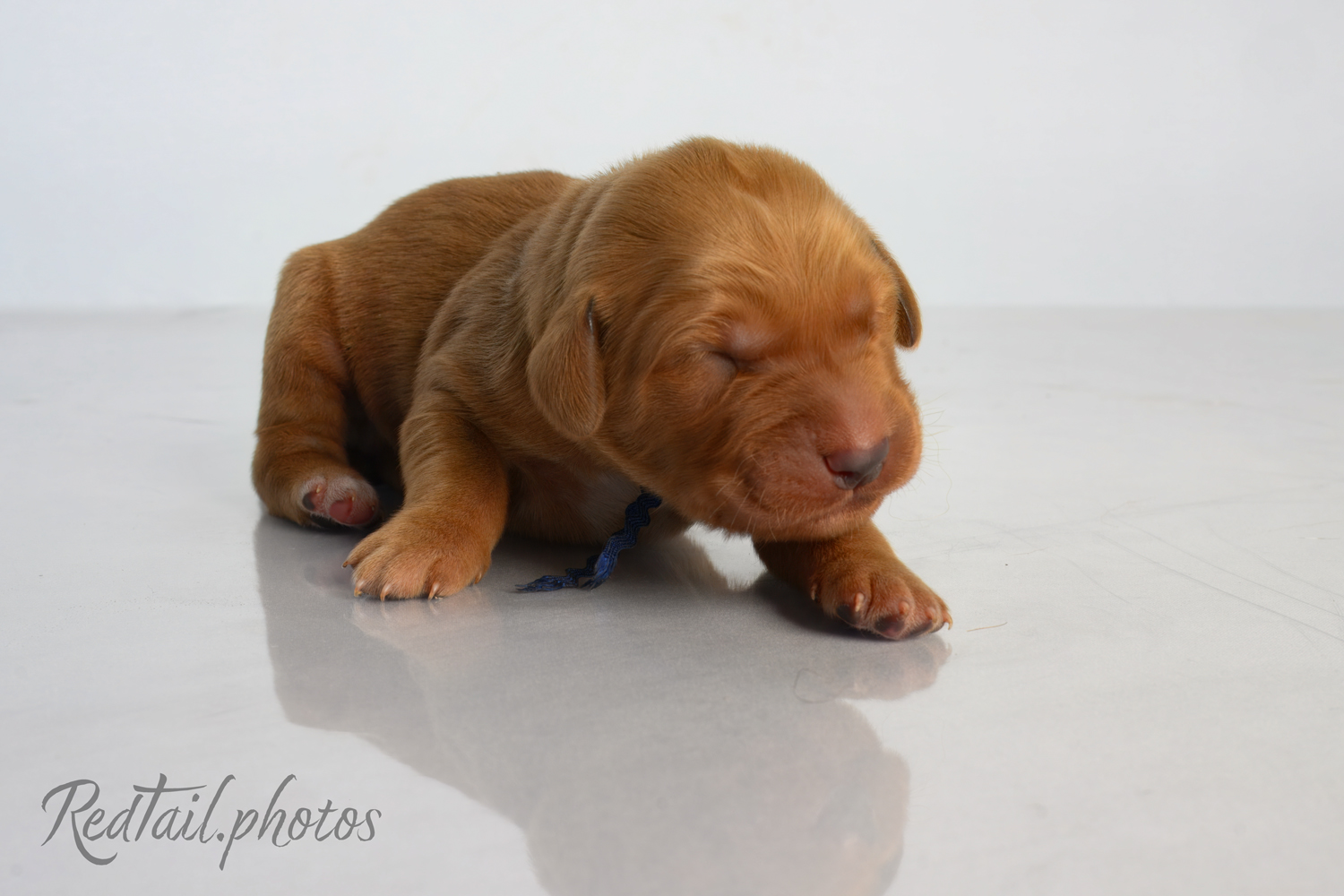 Puppy known as Carmel