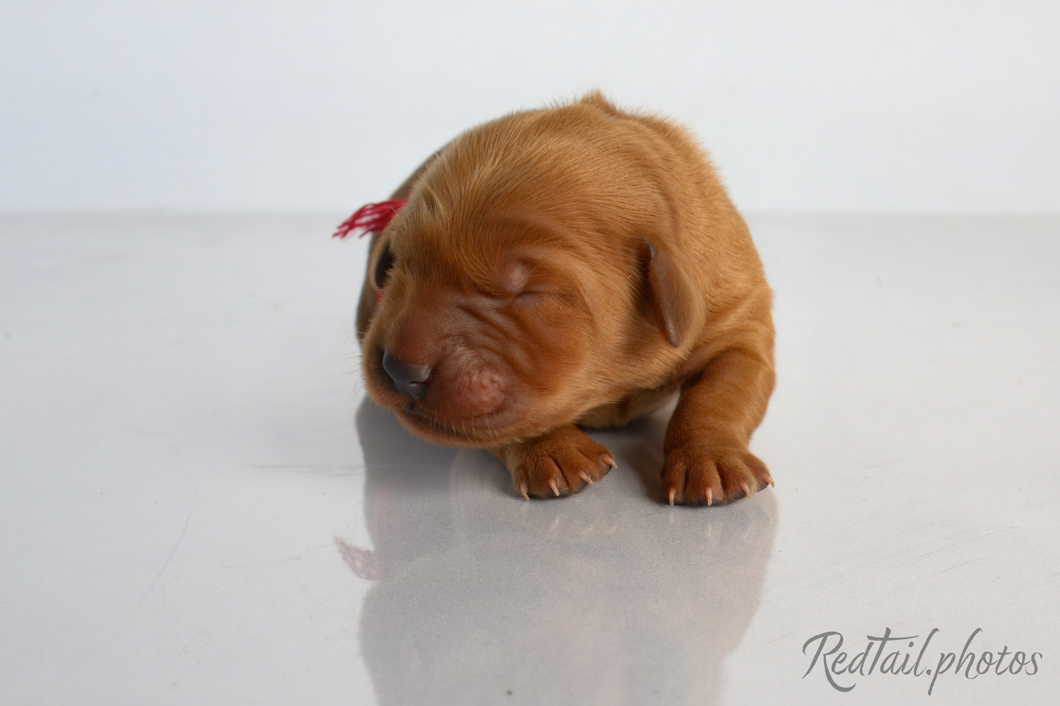 Puppy known as Coral