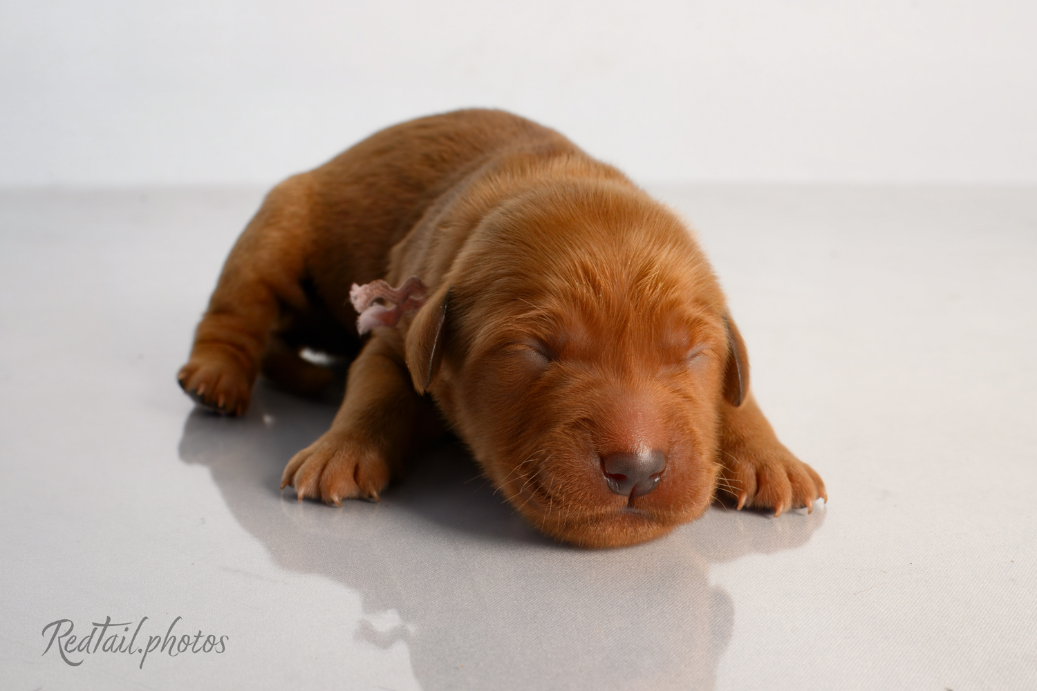 Puppy known as Jelly