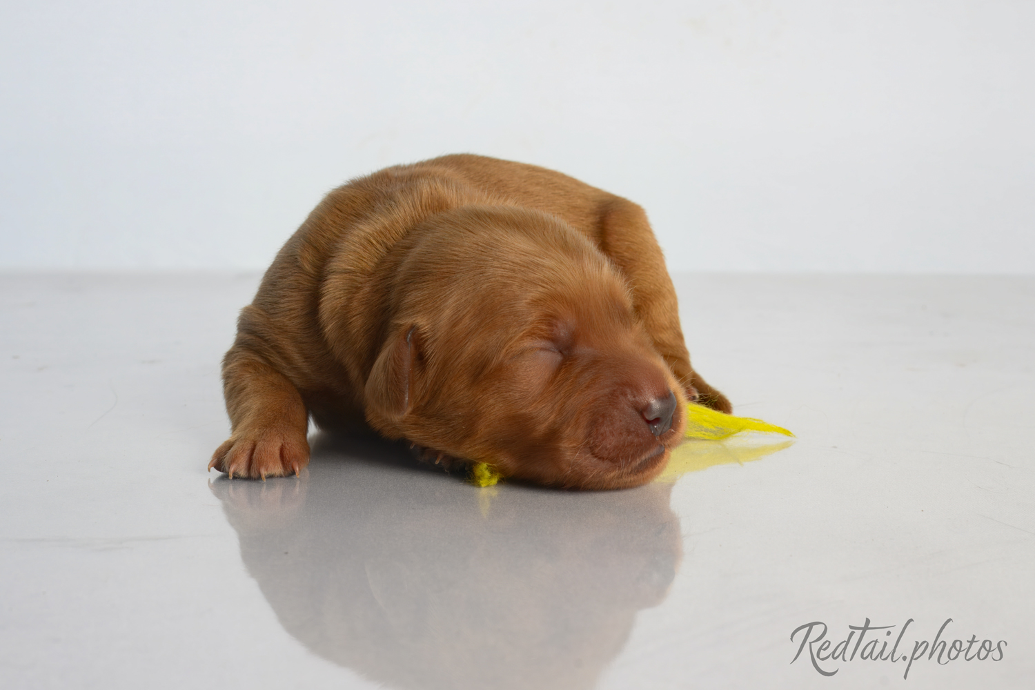 Puppy known as Playa