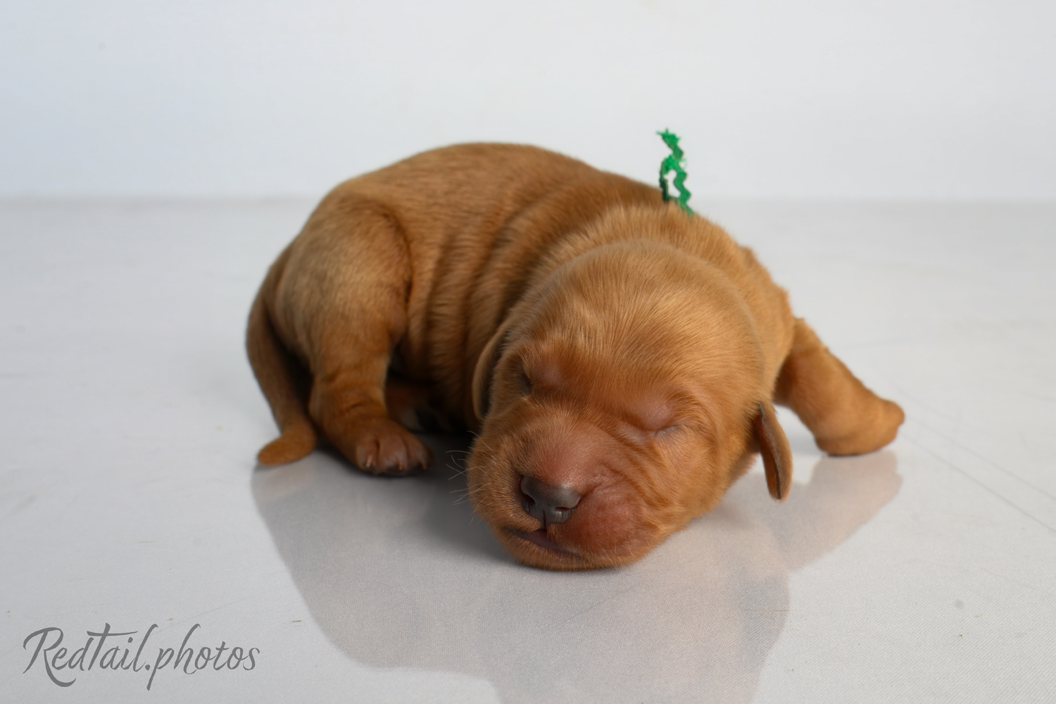 Puppy known as Sandy