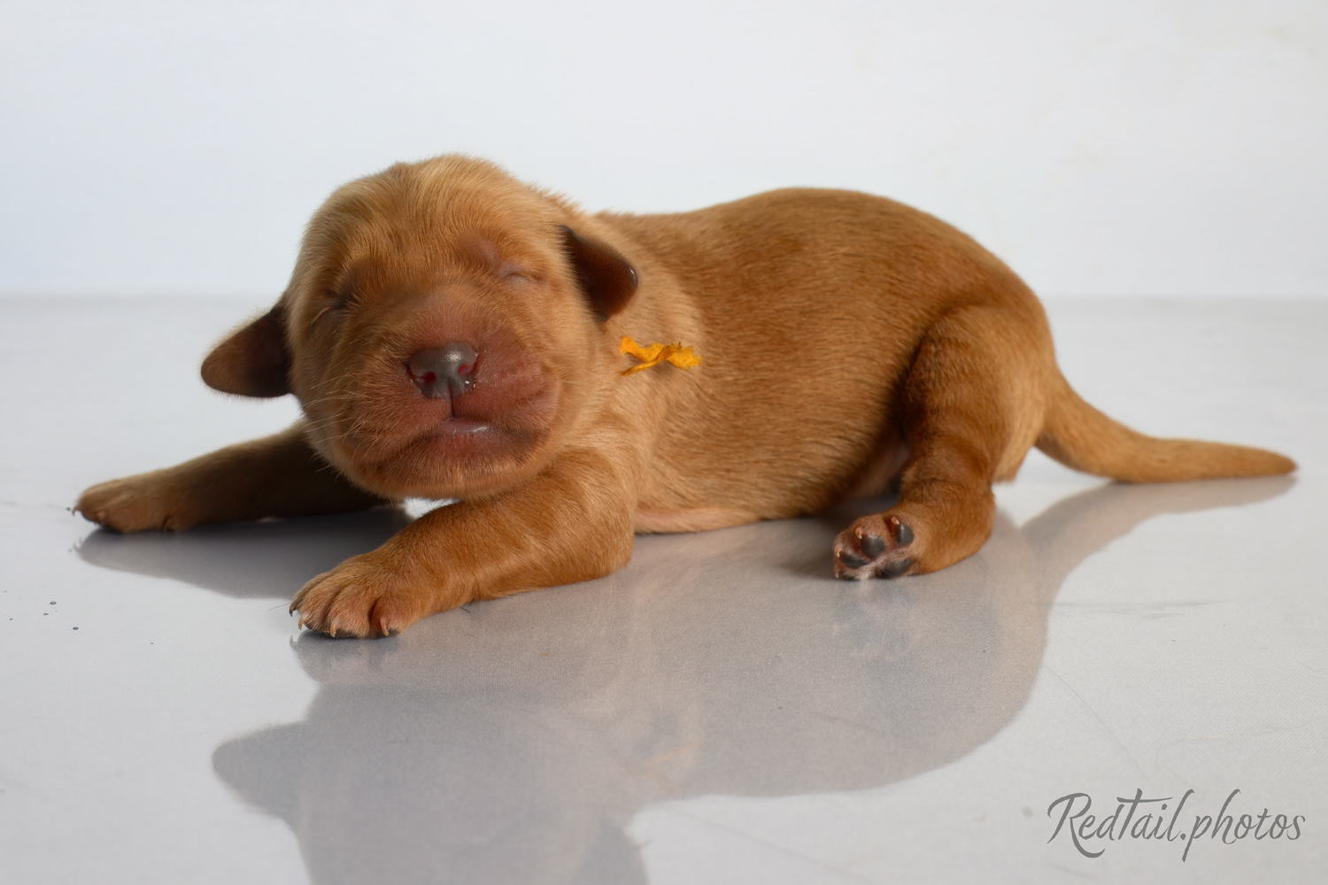 Puppy known as Sandy