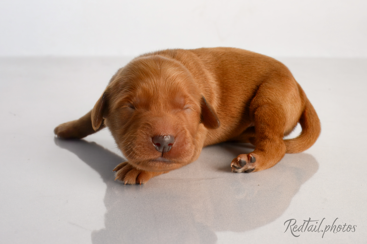 Puppy known as Tsunami
