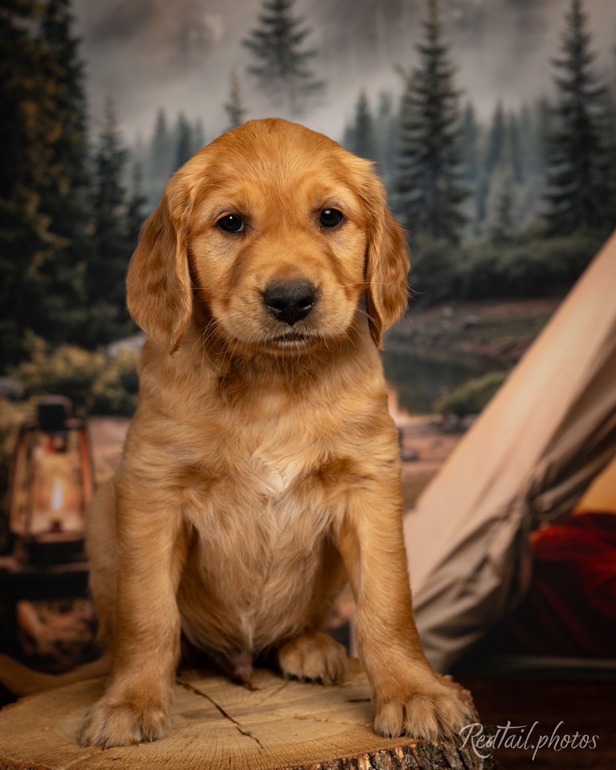 Puppy known as Breaker