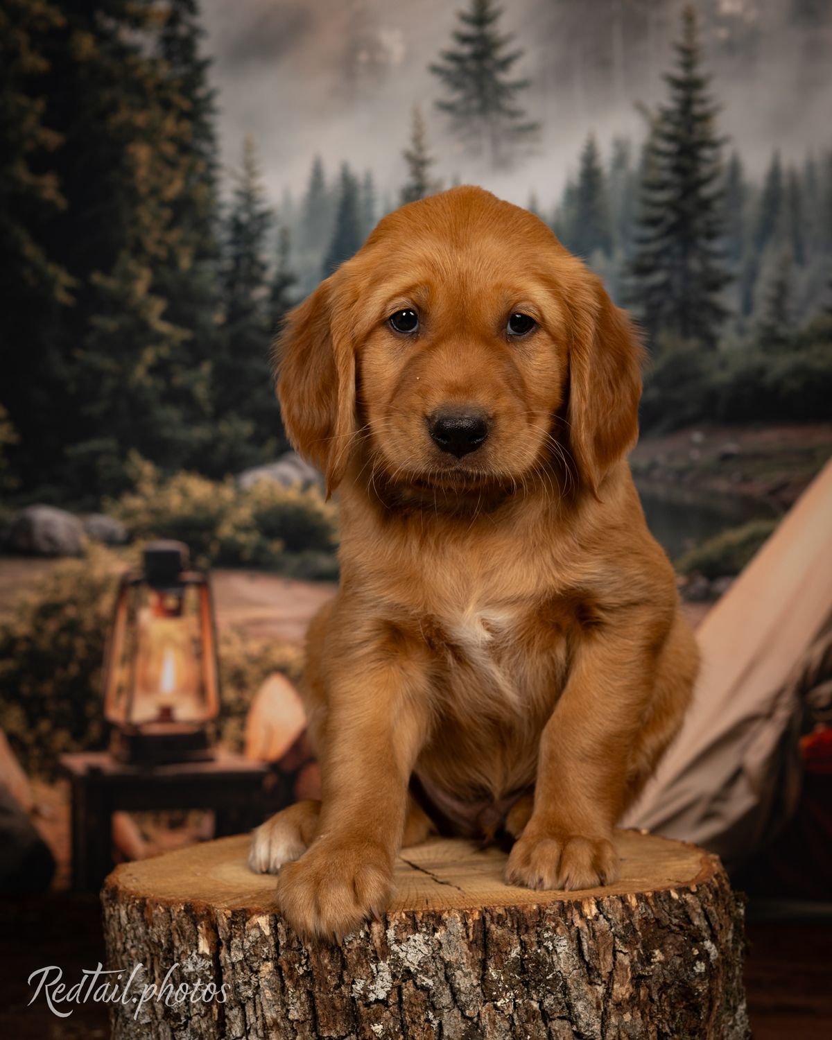 Puppy known as Carmel