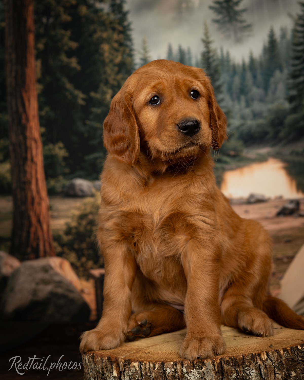 Puppy known as Coral