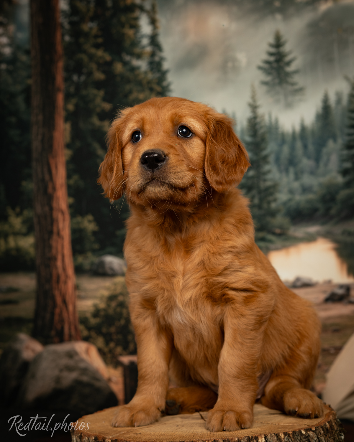 Puppy known as Jelly