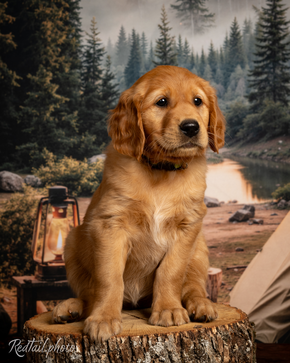 Puppy known as Playa