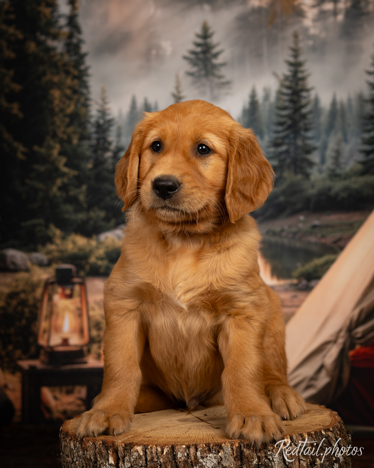 Puppy known as Sandy