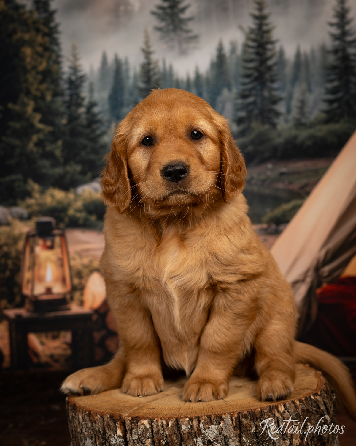 Puppy known as Sandy