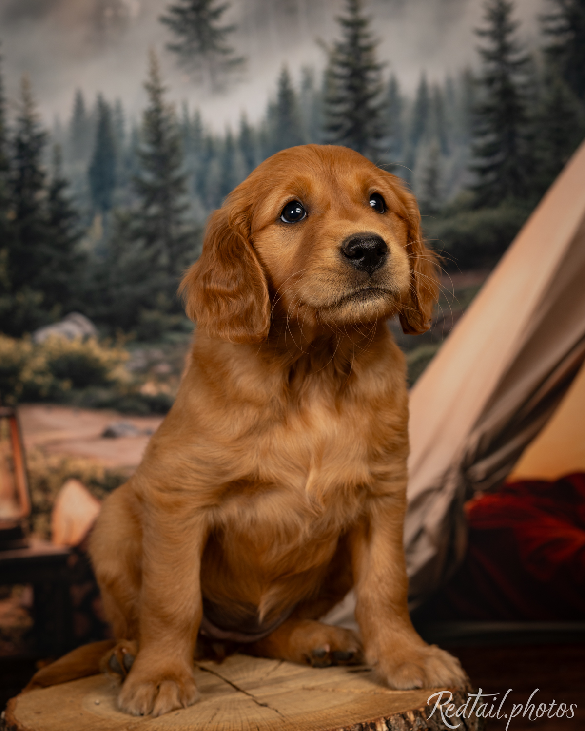 Puppy known as Tsunami