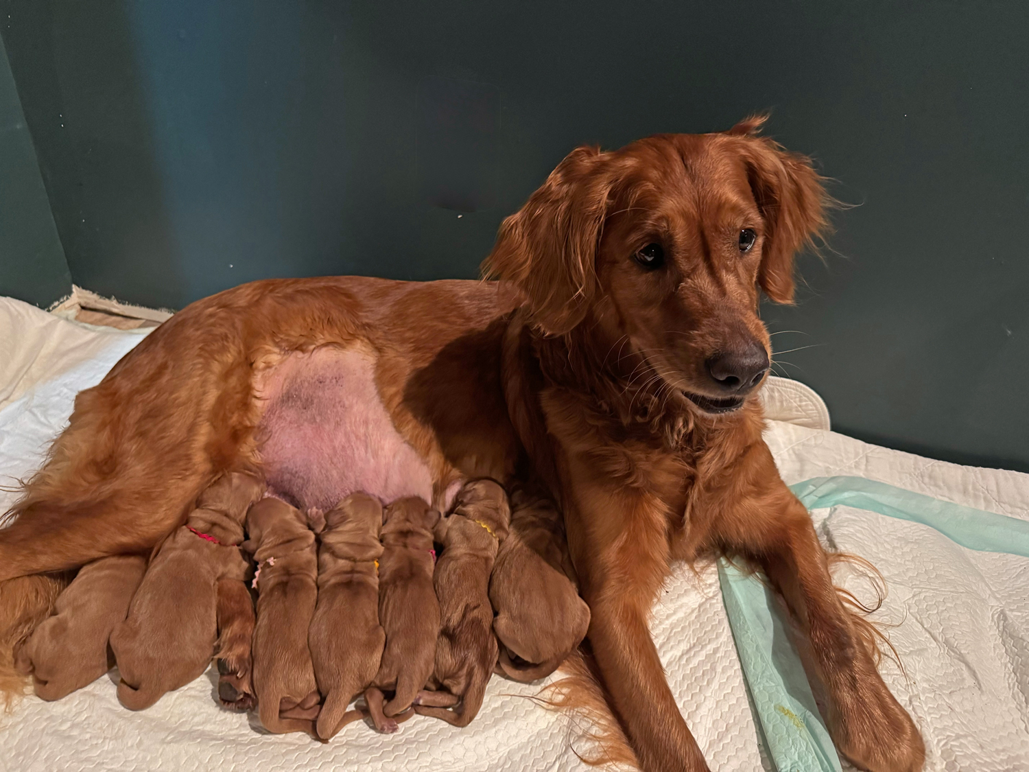 Puppies due announcement.