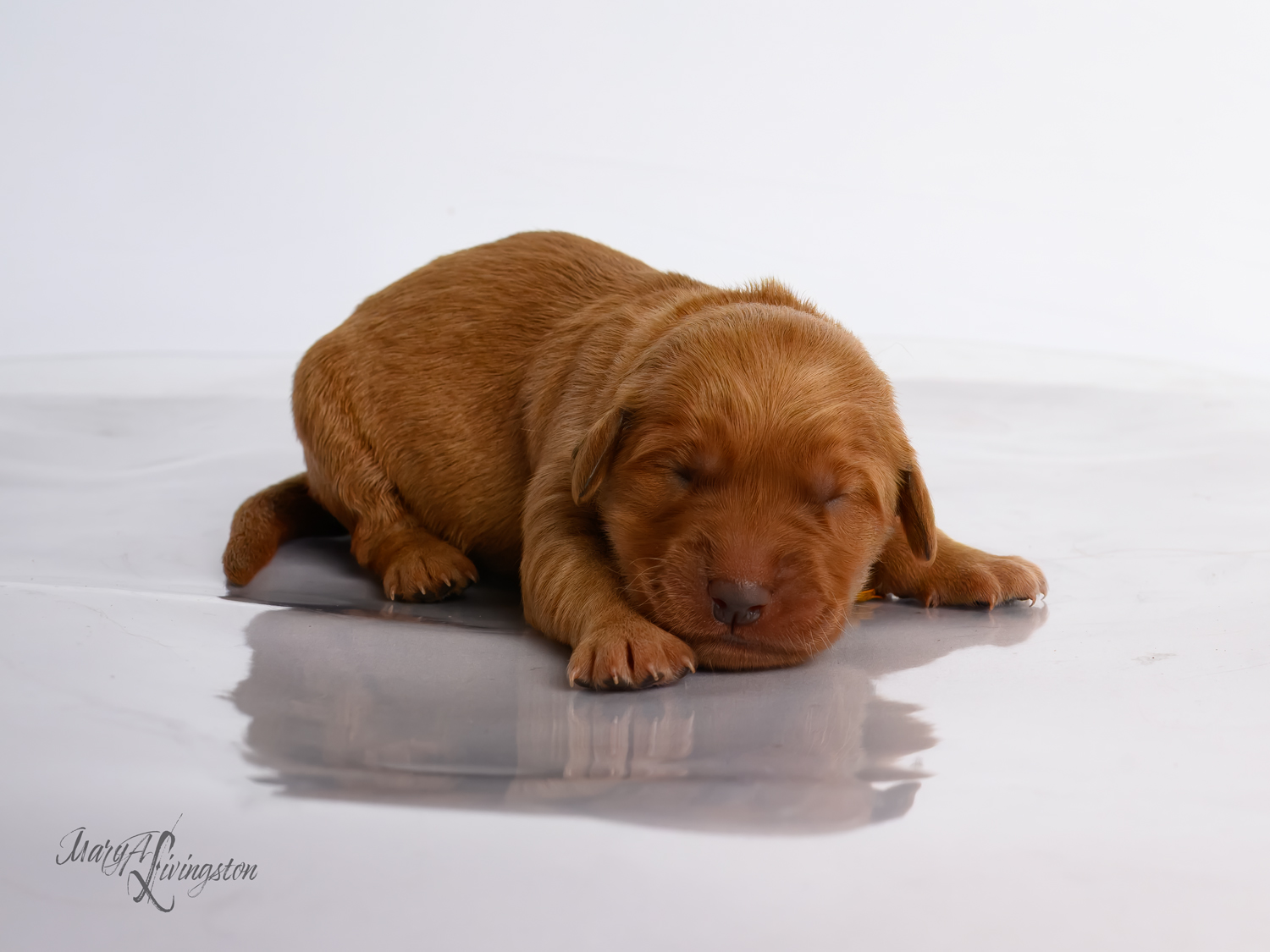 Puppy known as Carmel