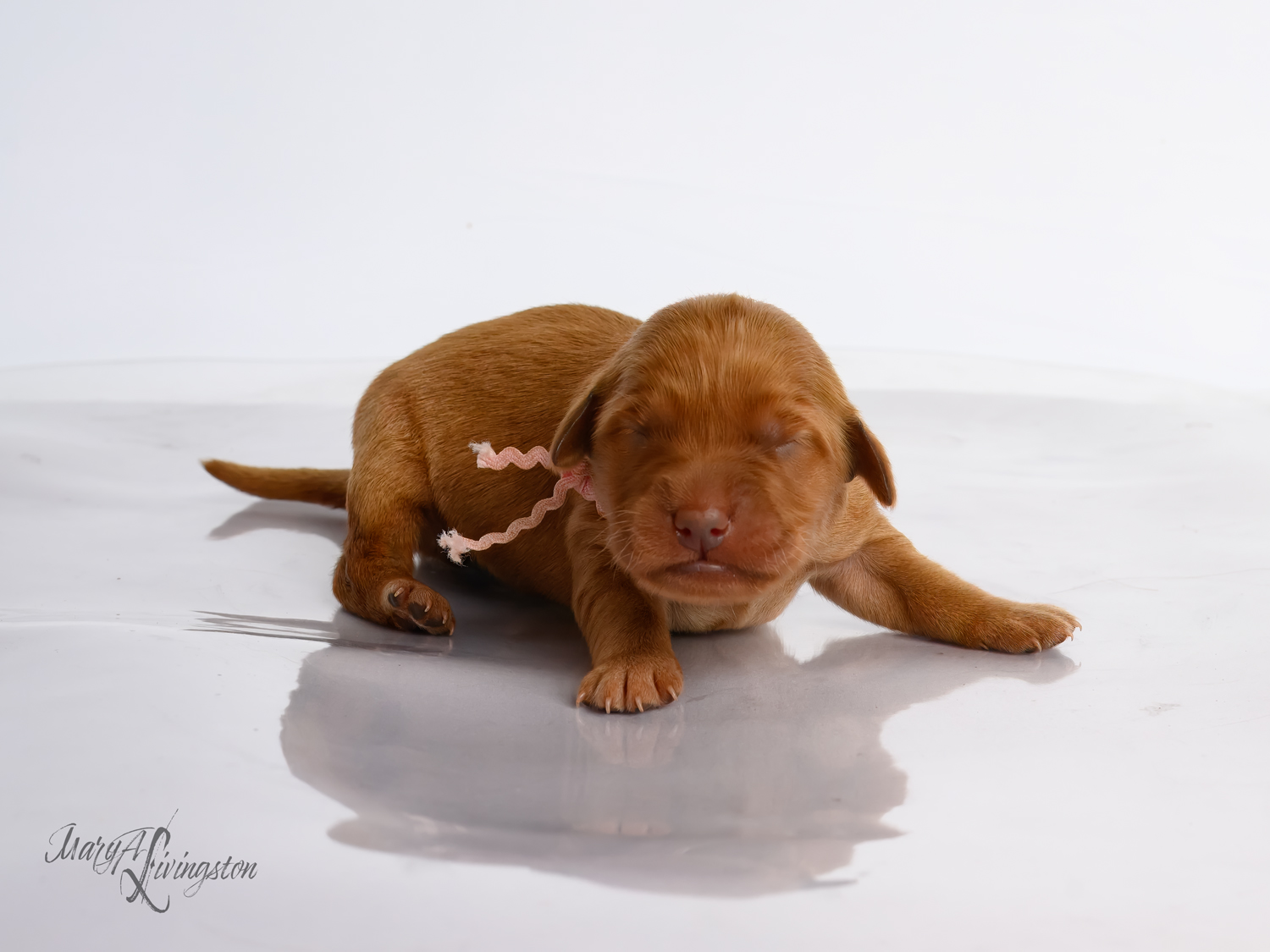 Puppy known as Coral