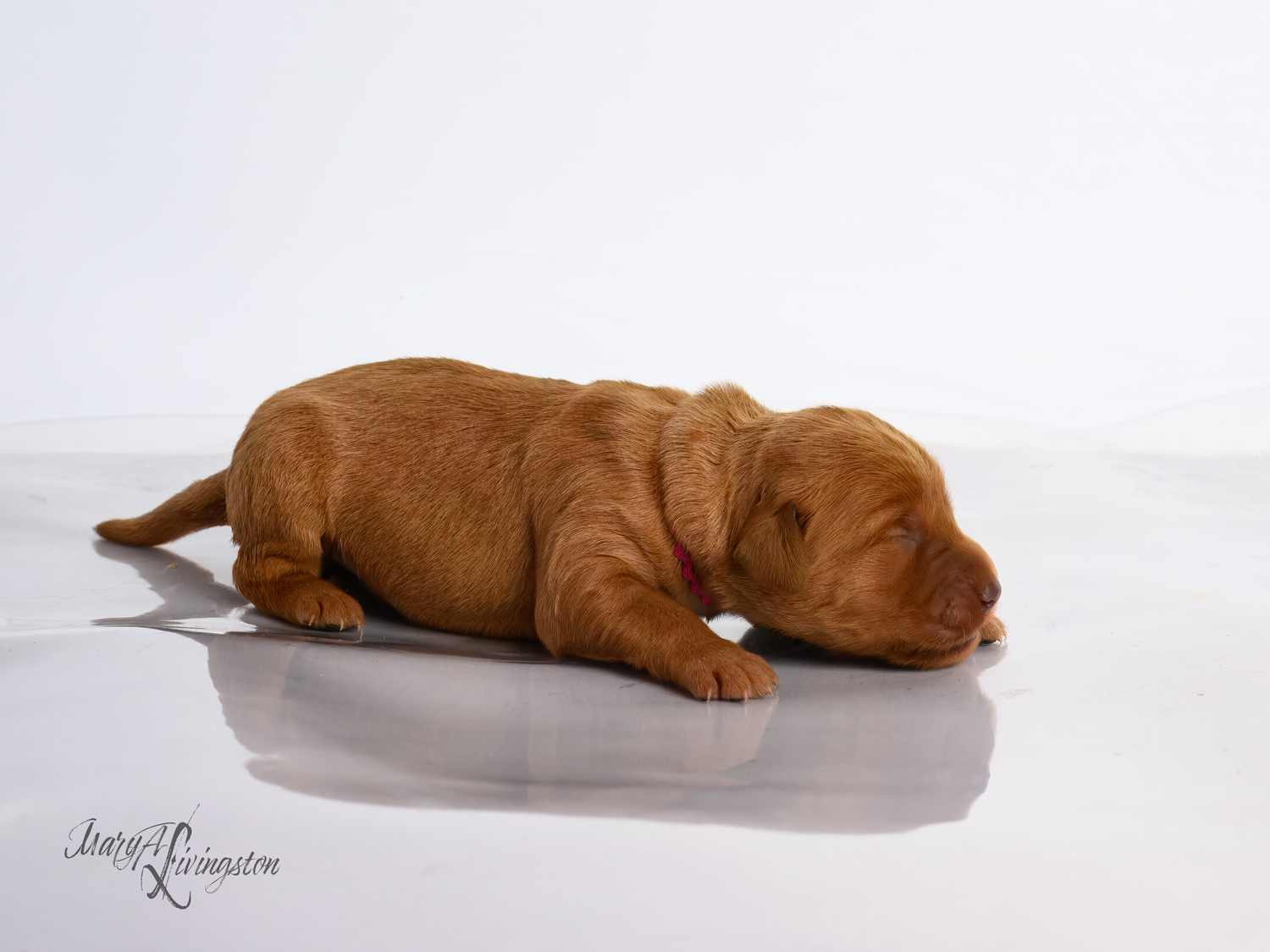 Puppy known as Jelly