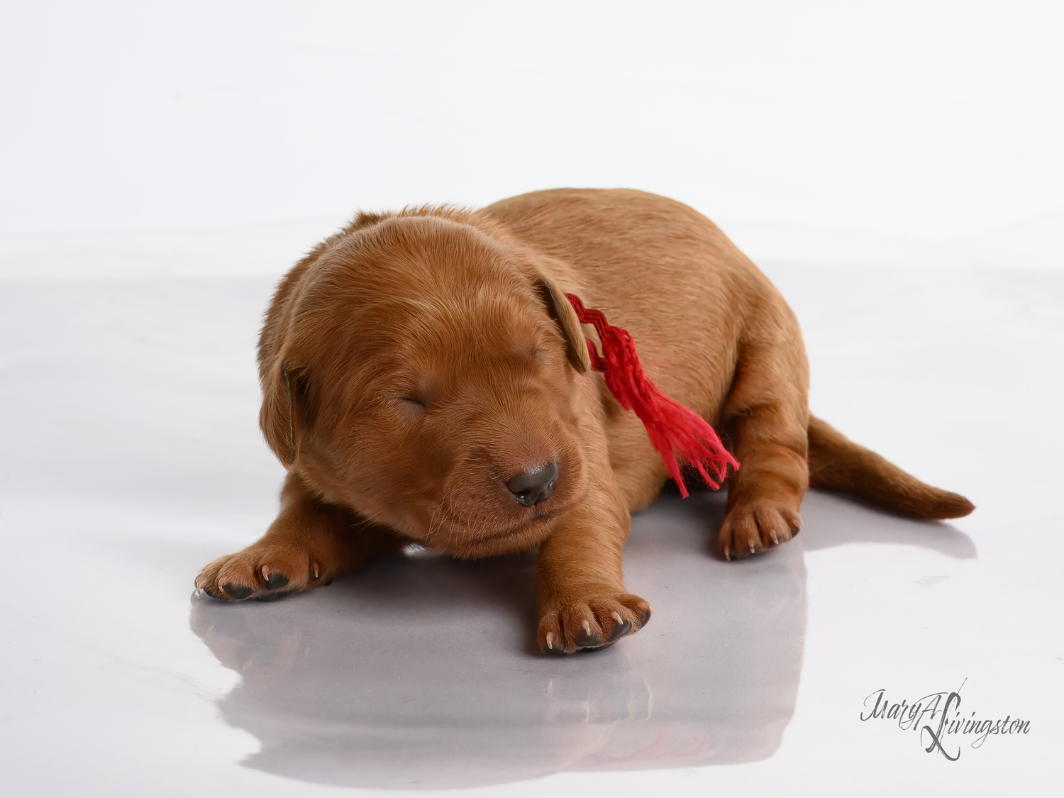 Puppy known as Playa