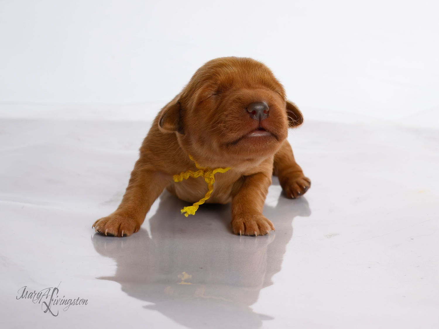 Puppy known as Sandy