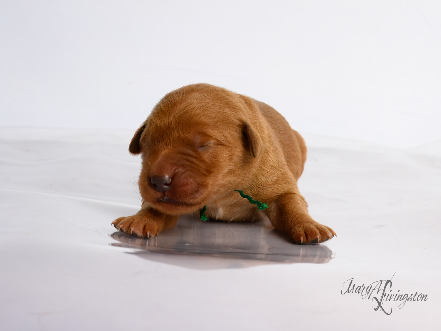 Puppy known as Tsunami