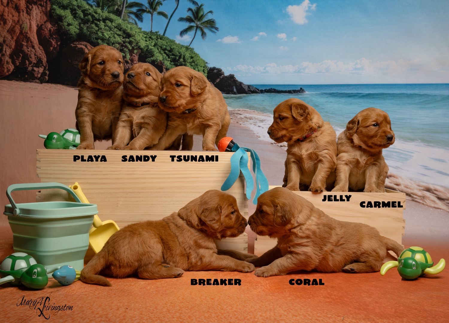 Pacific Seashore Litter photo with nicknames