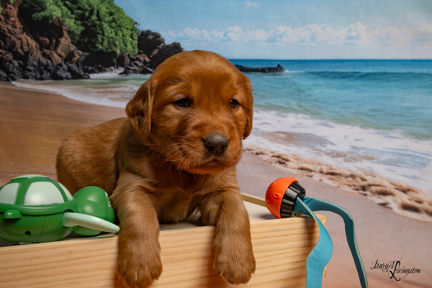 Puppy known as Breaker