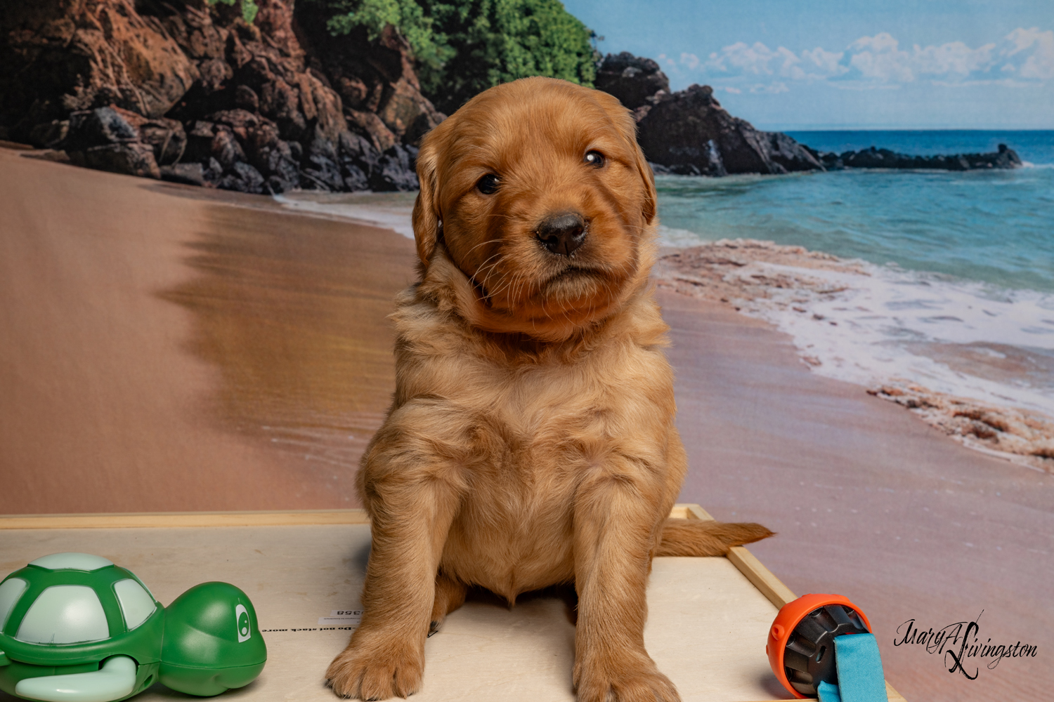 Puppy known as Carmel