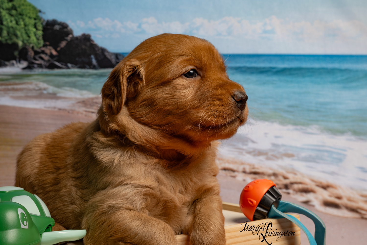 Puppy known as Coral