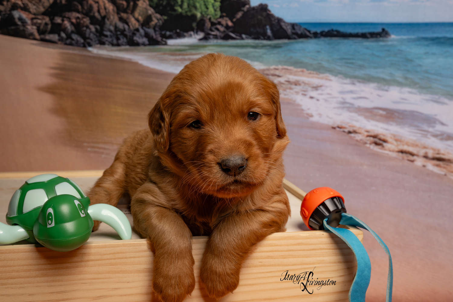 Puppy known as Jelly