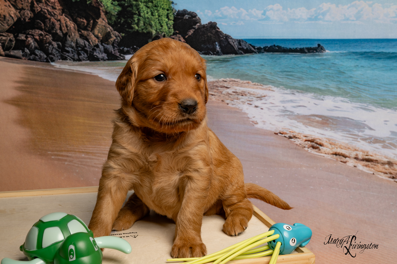 Puppy known as Playa