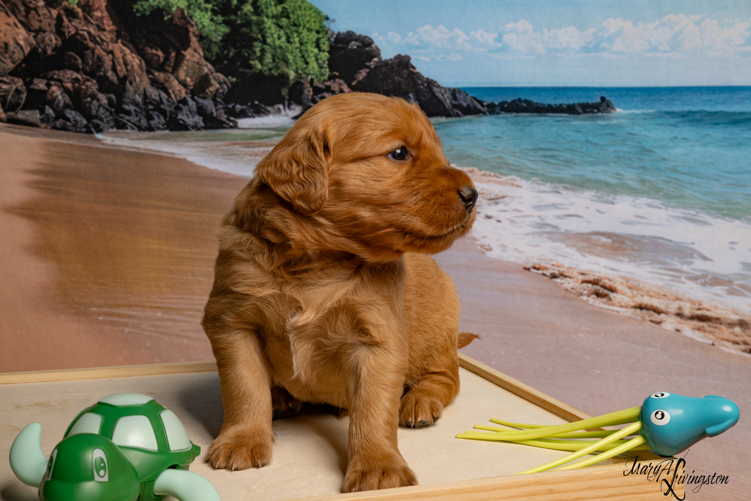 Puppy known as Tsunami