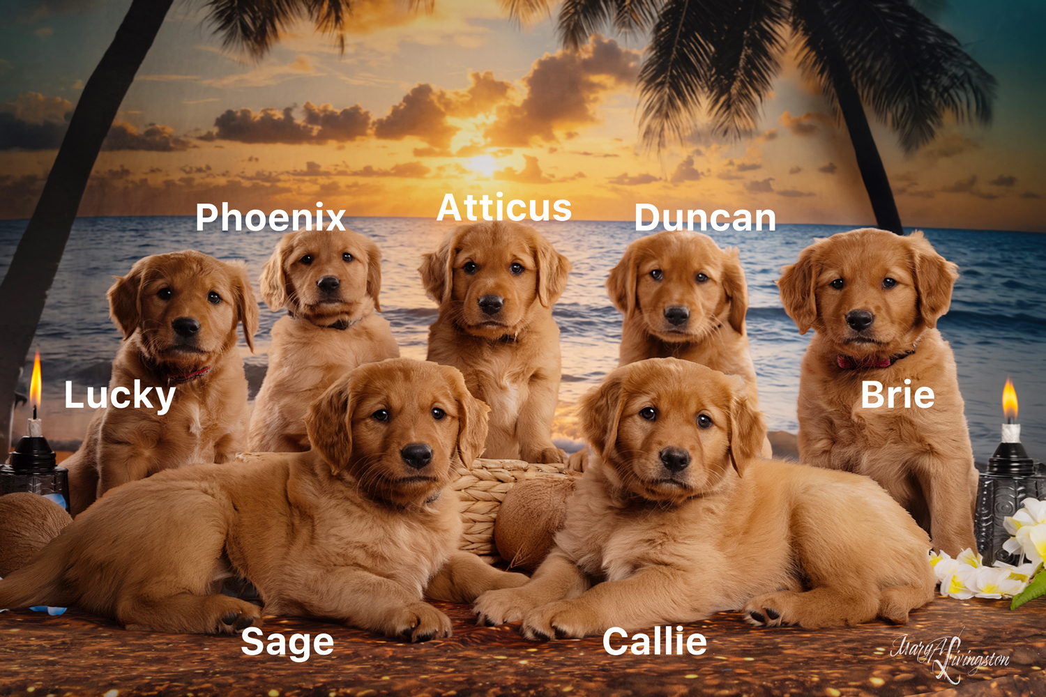 Pacific Seashore Litter photo names