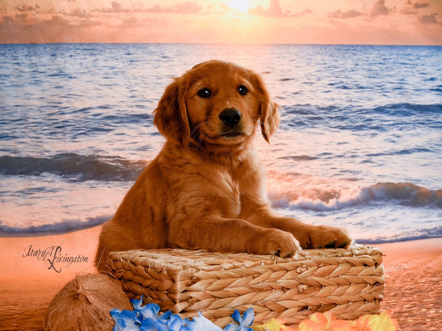 Puppy known as Breaker