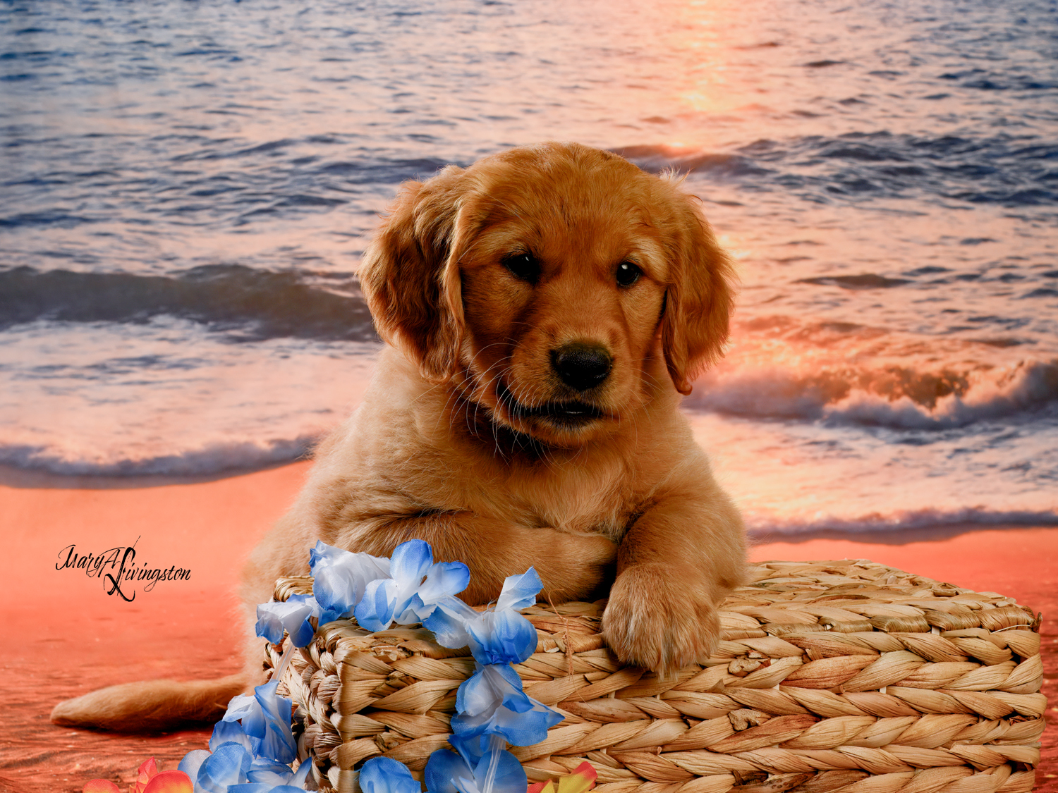 Puppy known as Phoenix