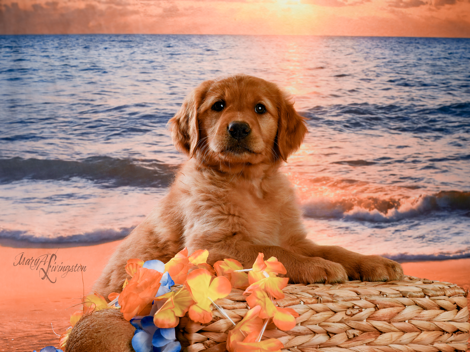 Puppy known as Coral