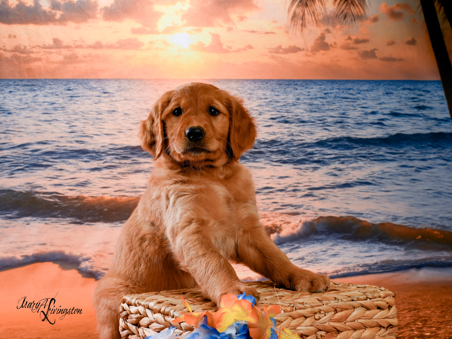 Puppy known as Lucky.