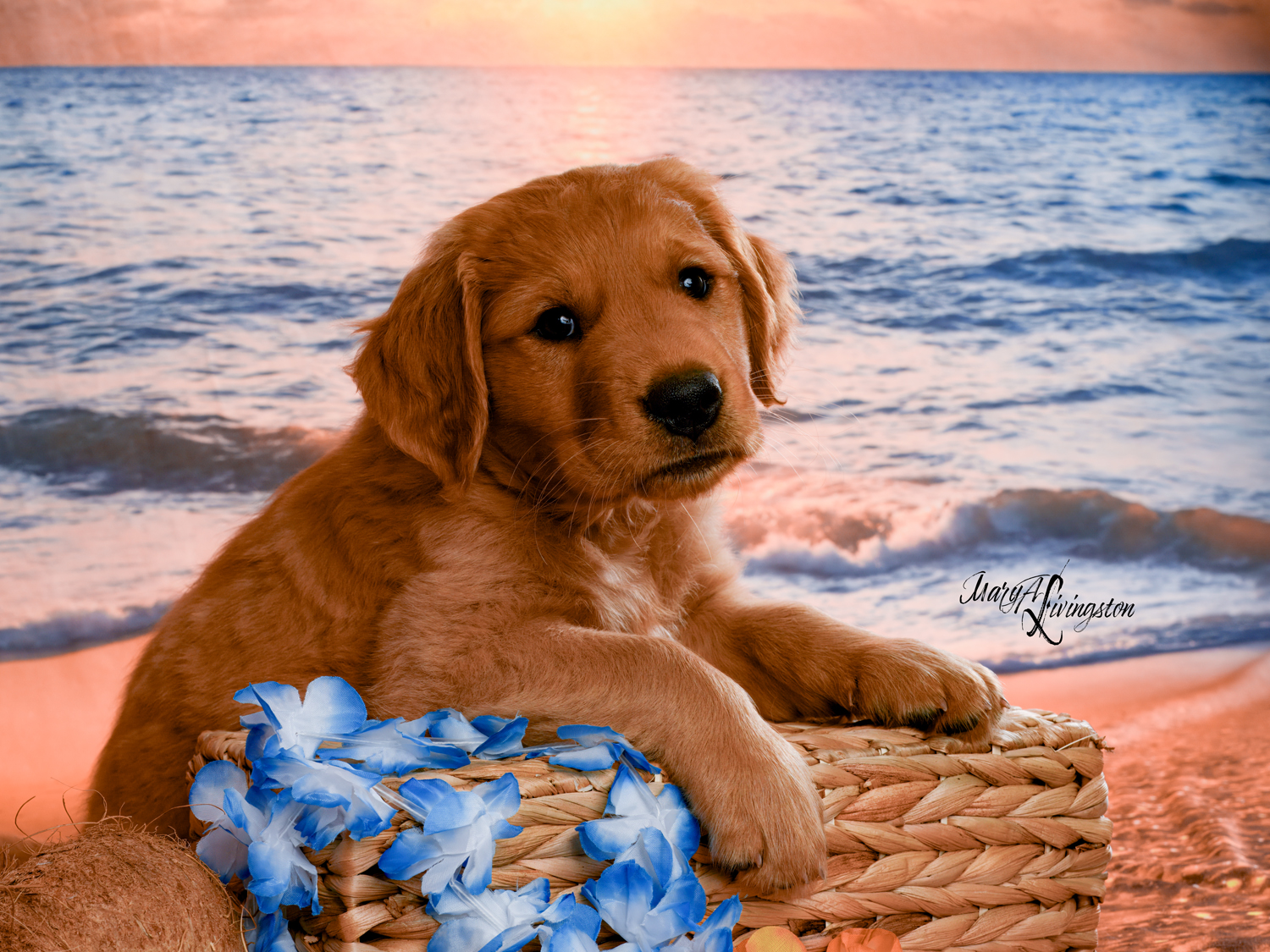 Puppy known as Atticus.