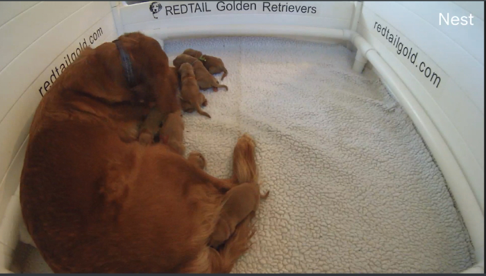 golden retriever puppy cam