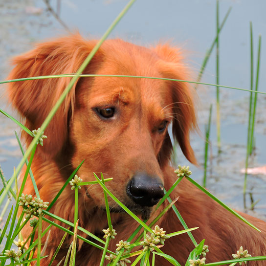 bliss golden retrievers redtail golden retrievers redtail golden retrievers bliss golden retrievers redtail golden retrievers redtail golden retrievers